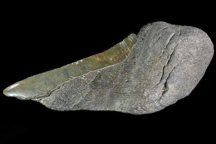 Partial Fossil Megalodon Tooth - Serrated Blade #82839